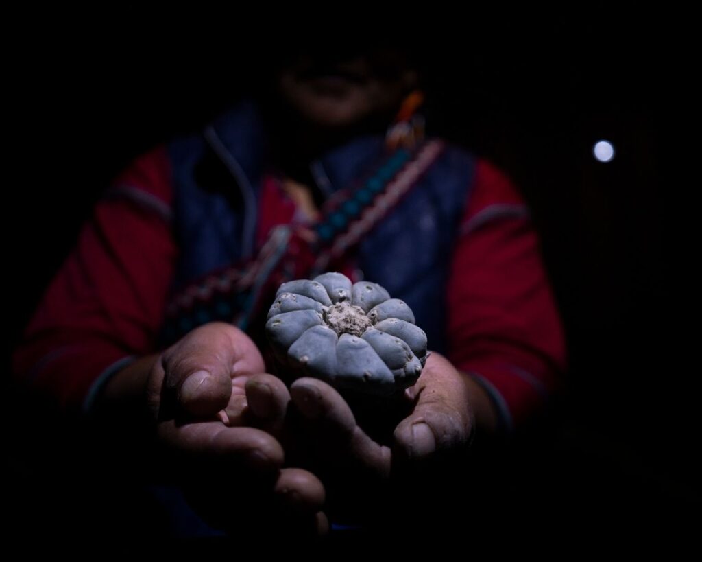 peyote_horizontal (23)