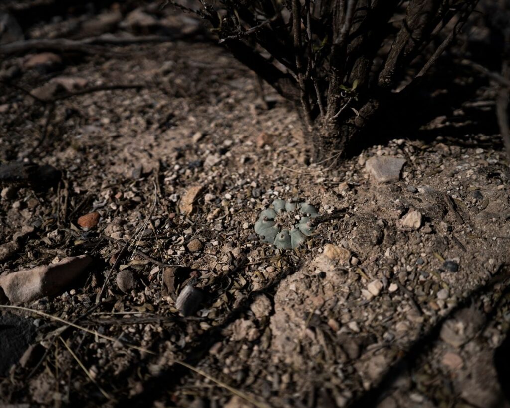 peyote_horizontal (28)