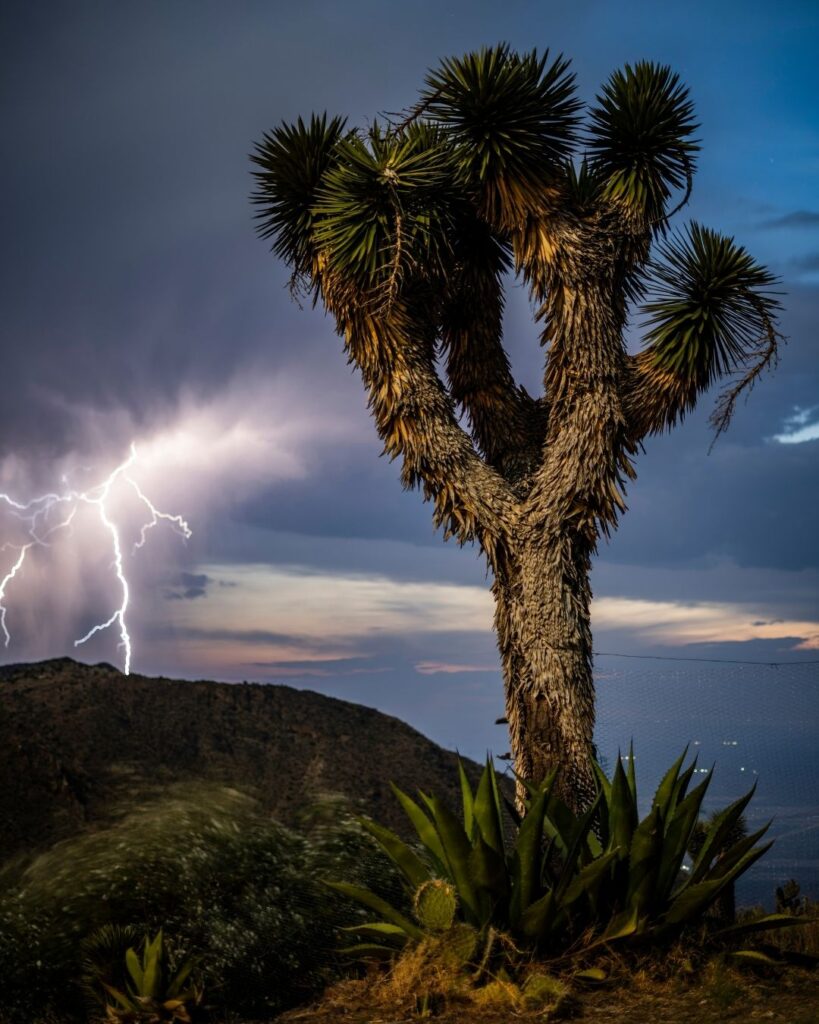 peyote_vertical (10)