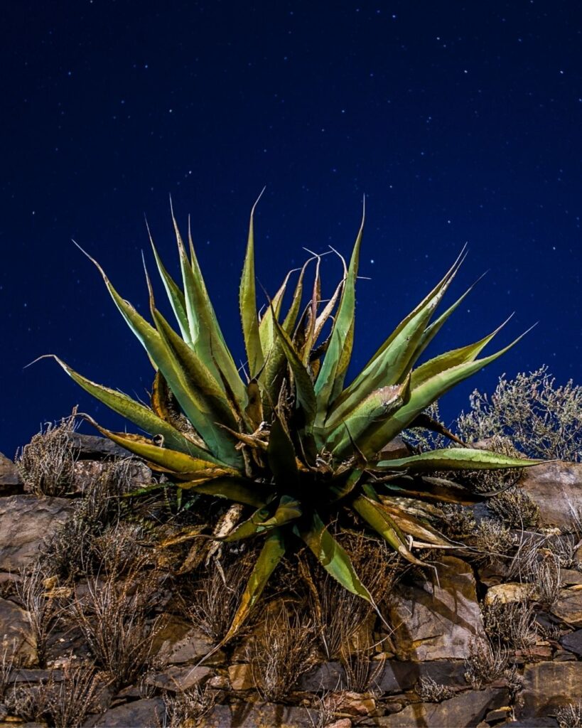 peyote_vertical (2)