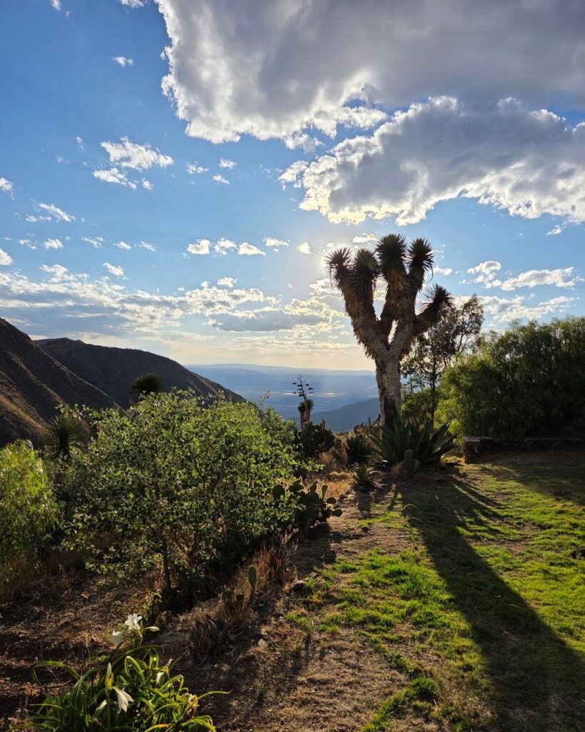 peyote_vertical (7)