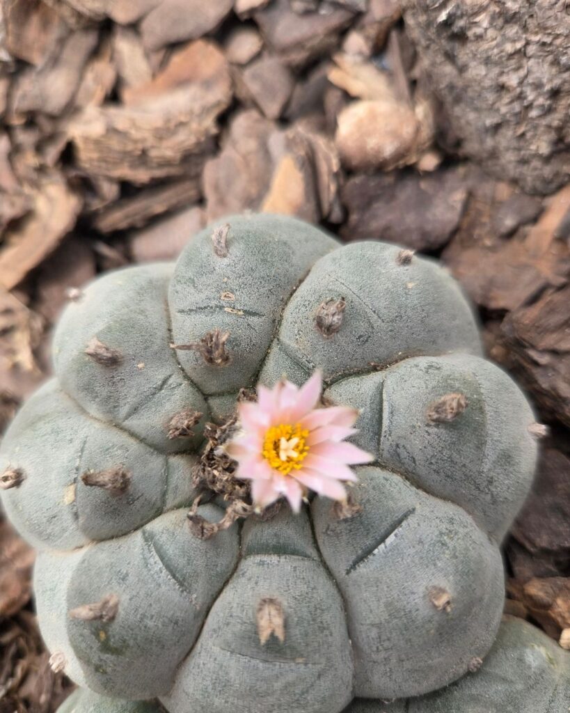 peyote_vertical (8)