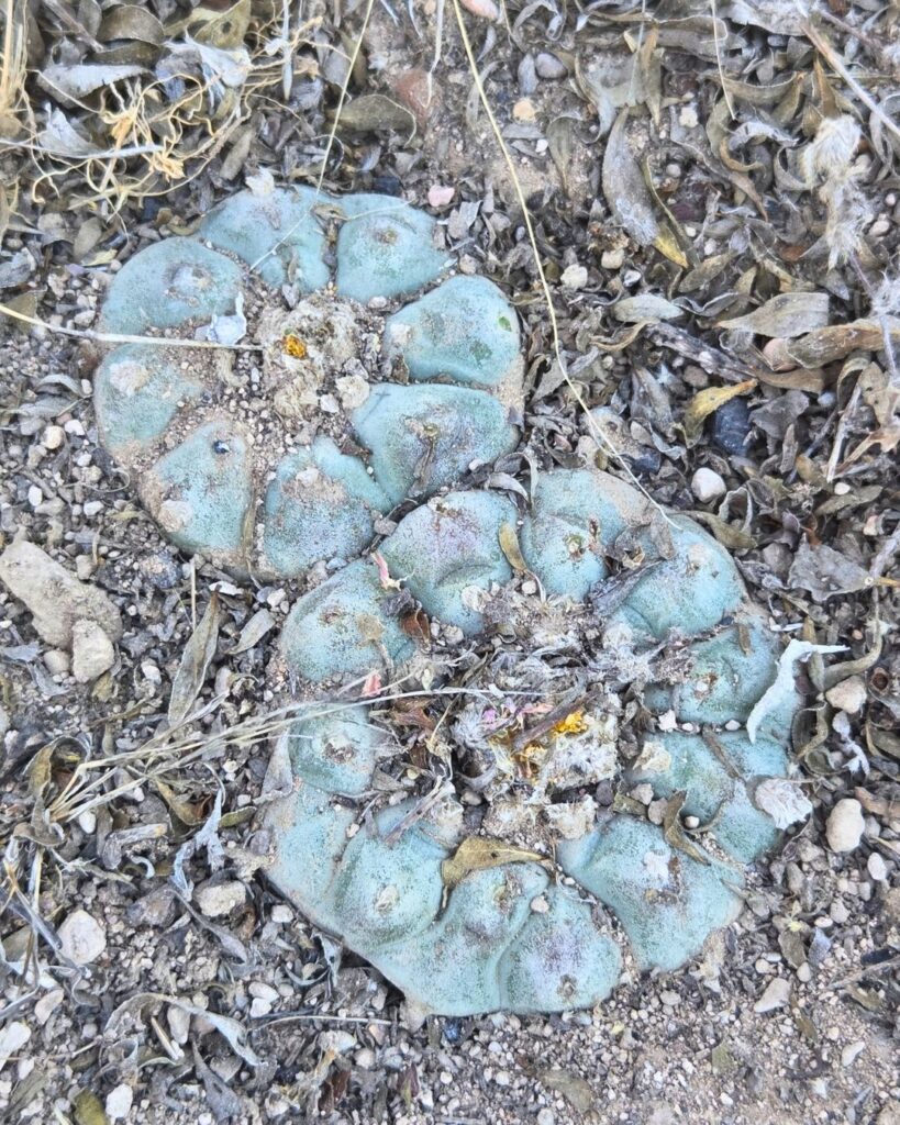 peyote_vertical