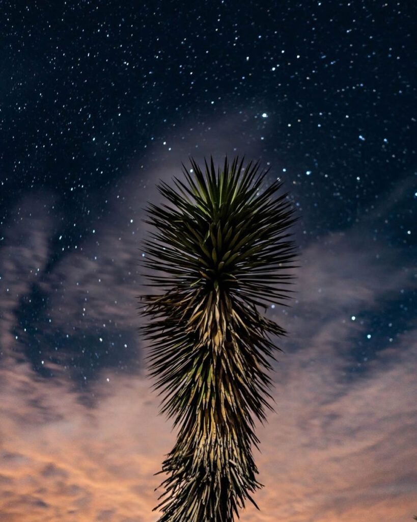 peyote_vertical (9)